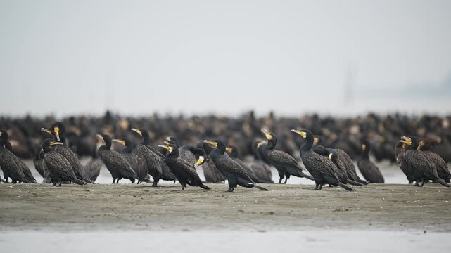 休息するカワウの大群