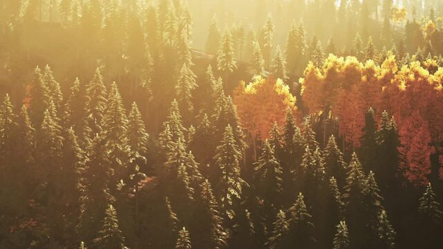 Sunlight filters through trees in a forest. The leaves change color to orange and yellow, showing signs of autumn. This scene captures the beauty of nature at the end of the day.