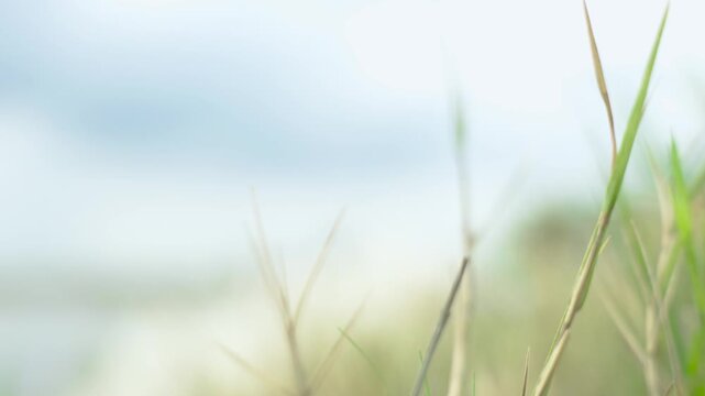 Close up of dry grass