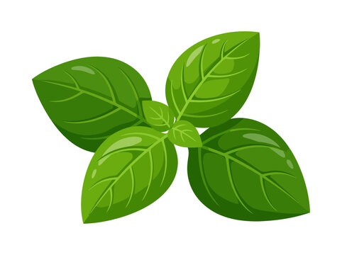 Fresh green basil leaves sprig illustration
