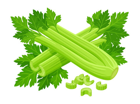 Fresh green celery stalks with leaves and chopped pieces isolated on white background healthy raw vegetable