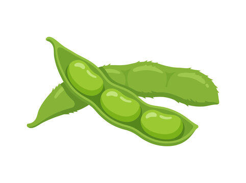 Fresh green edamame pods and beans