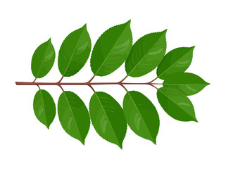 Fototapeta premium Green leaves branch isolated on white background