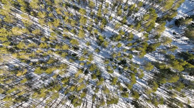 Aerial top-down drone view of evergreen pine trees casting long shadows on snow-covered ground during bright sunny winter day. High quality stock video footage of winter forest texture.