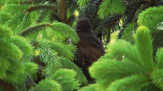 Young bird fledgling perched on green spruce tree branch chirping and looking around. Close up wildlife stock video of bird sitting amidst fresh evergreen needles in spring.