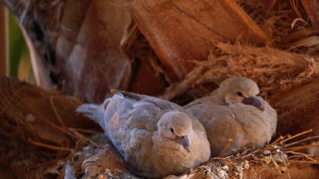 Close up view of two baby dove chicks sitting and resting inside a woven nest in palm tree. Cute wildlife moment of newborn birds preening and sleeping in nature shelter.