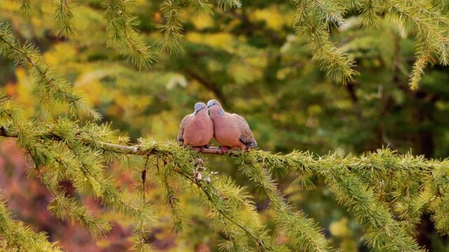 Pair of spotted doves perched close together on a pine branch, gently preening and nuzzling each other in a sweet display of love and pair bonding amidst green evergreen foliage.