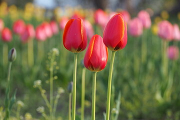 Fototapeta premium 植物 春の花 Tulip fields in the evening 