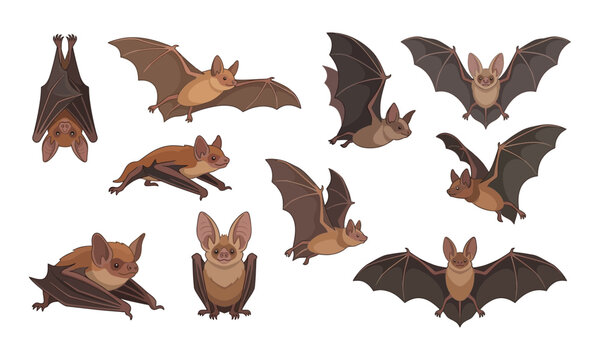 Cartoon bat vector set featuring cute brown bats hanging upside down, flying with open wings, crawling, and resting on white background.