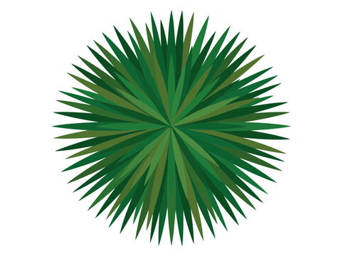 Top view of a spiky green plant, a circular succulent or palmlike foliage