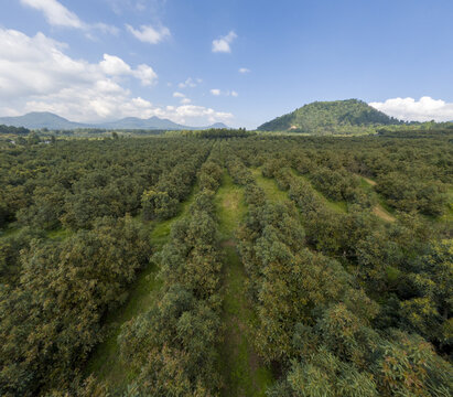 Aerial view of avocado fields with rows of trees stretching across the landscape under a blue sky in Tancitaro, Michoacan, Mexico.