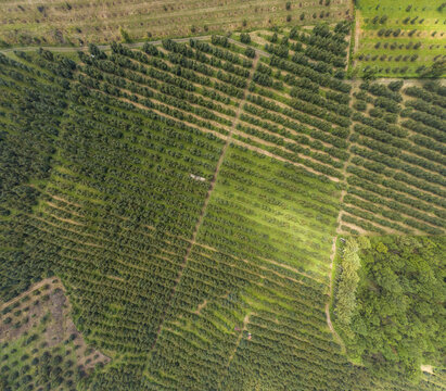Aerial view of lush avocado fields arranged in neat rows across the rolling hills of the countryside in Tancitaro, Michoacan, Mexico.