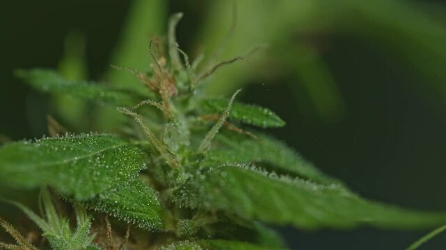 A detailed macro shot of a cannabis plant showcasing its vibrant green leaves and developing buds covered in trichomes. The image highlights the intricate textures and natural beauty of the plant