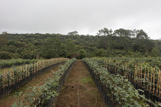 Aerial view of an avocado nursery with rows of young saplings in black plastic bags and wooden stakes, set against lush green hills under an overcast sky in Tancitaro, Michoacan, Mexico.
