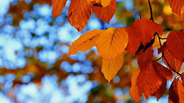 Close up of vibrant golden yellow and red autumn beech leaves swaying gently on branch with beautiful blurred soft background bokeh in sunny fall forest. Perfect nature background.