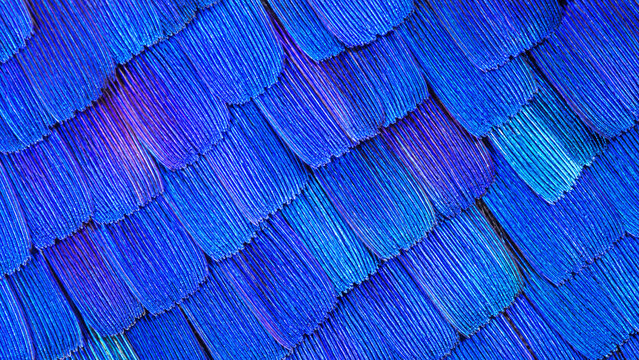 Blue Morpho butterfly wing scale structure extreme macro showing overlapping tile scales nanostructure ridges electric blue violet teal structural colour mosaic seamless texture