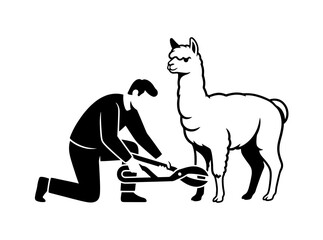 Obraz premium Black and white illustration of a man kneeling to trim an alpaca's hooves on a farm