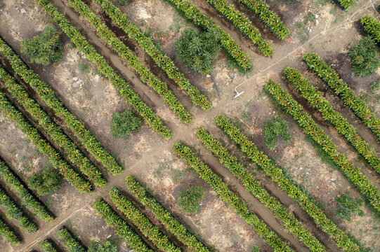 Aerial view of lush green avocado fields planted in neat rows across dry agricultural land in Tancitaro, Michoacan, Mexico.