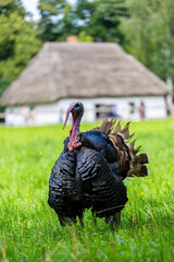 Indyk. Domestic turkey (Meleagris gallopavo domesticus) standing on green grass with a traditional thatched-roof cottage in the blurred background. Free-range poultry in a rustic countryside © Pit75Wawa