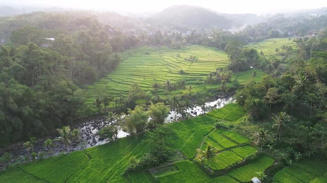 Lush Green Rice Terrace Fields with Tropical Palm Trees and River