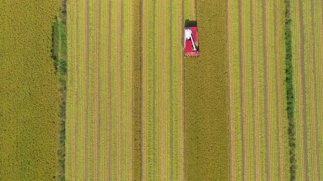 Aerial view of a red combine harvester working in segmented golden rice paddy fields during harvest season