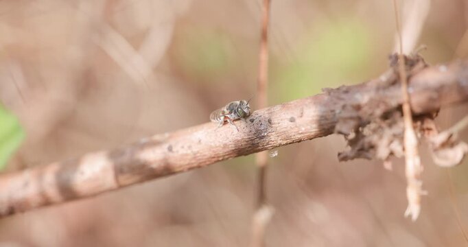 Leafcutter Bee Megachile femoratella resting on branch; slow motion winter morning macro warming