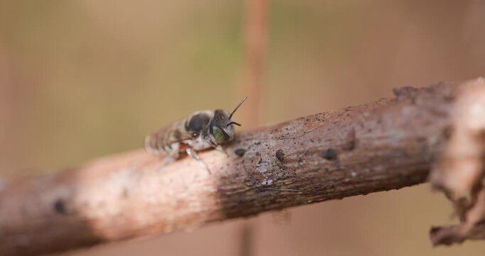 Wild solitary bee Megachile femoratella basking on cold stem; detailed winter sunrise pre-flight