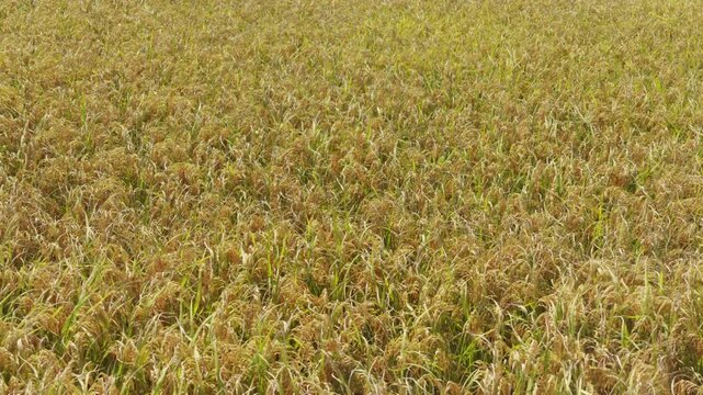 Rice plants swaying in wind in a paddy field