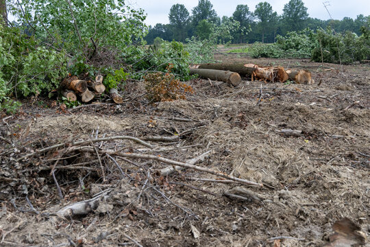 Forestry Logging Site After Clearing, A cleared forest area shows felled trees, logs, branches, and debris scattered across the muddy ground