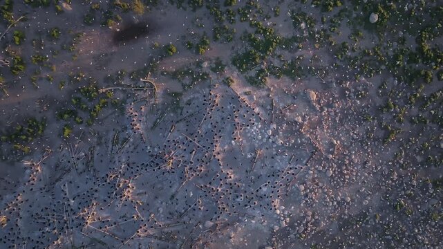 Birds fly over a dense nesting colony on a rocky spit, casting moving shadows on the ground. Fallen tree trunks and rocky patches define this remote avian habitat in Ontario.