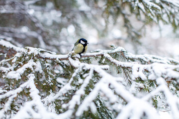 A small tit bird perches on a snow-covered pine © wundermann