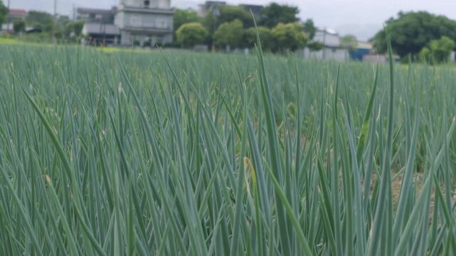 lush green fields in Sanxing Township, Yilan County, Taiwan