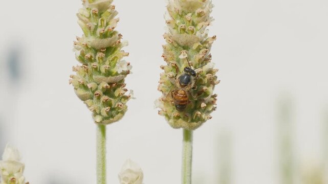 Close-up 4K slow-motion footage of a bee climbing over a flowering plant as the flower gently sways in the wind. Filmed at 100 fps and delivered at 25 fps, capturing natural insect behaviour.