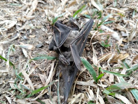 A dead bat lying motionless on the ground, documenting wildlife mortality and the natural cycle of life and decomposition. This detailed wildlife image can illustrate topics related to bats, animal re