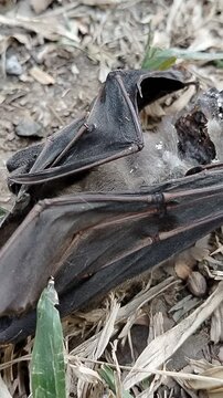 A dead bat lying motionless on the ground, documenting wildlife mortality and the natural cycle of life and decomposition. This detailed wildlife image can illustrate topics related to bats, animal re