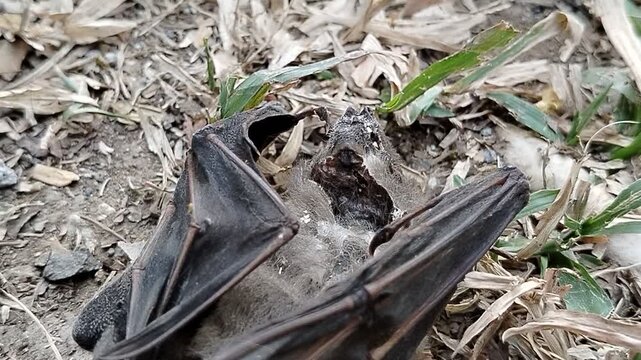 A dead bat lying motionless on the ground, documenting wildlife mortality and the natural cycle of life and decomposition. This detailed wildlife image can illustrate topics related to bats, animal re