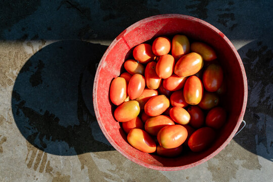 Fresh Roma tomatoes in harvest bucket in Michigan