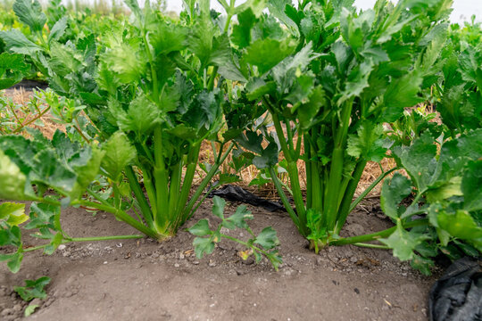 Celery plants growing in Michigan vegetable field