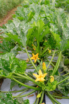 Zucchini plants flowering in Michigan vegetable field