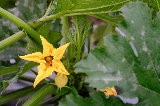 Honey bee pollinating zucchini flower on Michigan vegetable farm