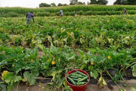 Farm workers harvesting zucchini in Michigan vegetable farm