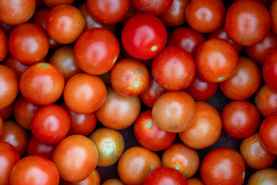 Close-up of freshly harvested cherry tomatoes