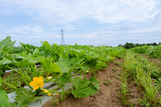 Zucchini crop growing in Michigan vegetable field