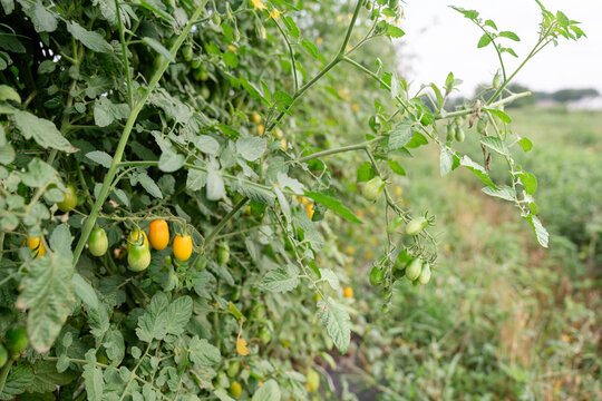 Grape tomatoes ripening on vines in Michigan vegetable field