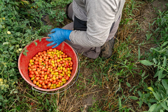Farm worker harvesting grape tomatoes in Michigan