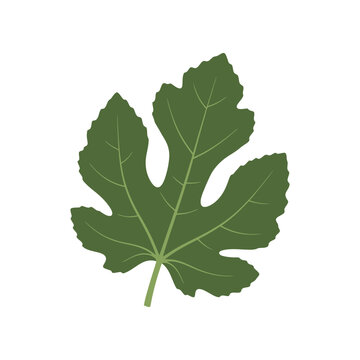 Green lobed fig leaf vector illustration isolated on white background