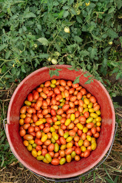 Freshly harvested grape tomatoes in bucket in Michigan field