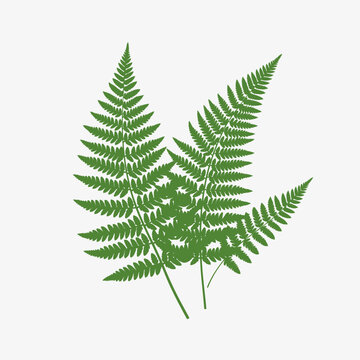 Green Forest Fern Leaves Vector Silhouette Illustration Isolated on White Background