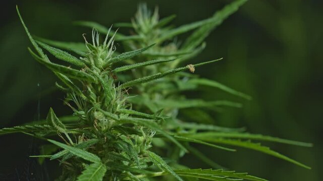 A detailed macro shot of a cannabis plant showcasing its vibrant green leaves and developing buds covered in trichomes. The image highlights the intricate textures and natural beauty of the plant