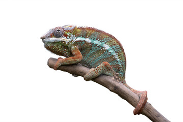 Naklejka premium a panther chameleon was on a large branch
